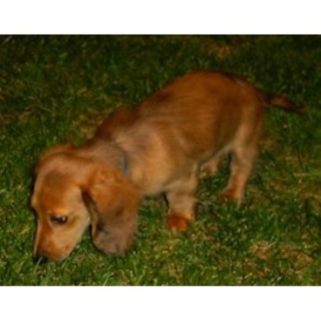Doxie in Pennsylvania