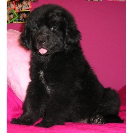 Newfoundland Dog Breeder in Des Moines, Iowa