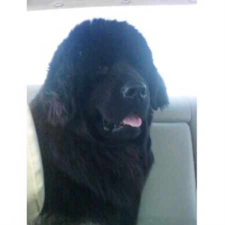newfoundland puppies iowa of gold newfoundlands newfoundland breeder in des moines iowa newfoundland puppies iowa of gold newfoundlands newfoundland breeder in des moines iowa