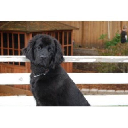 newfoundland puppies iowa of gold newfoundlands newfoundland breeder in des moines iowa listing id newfoundland puppies iowa of gold newfoundlands newfoundland breeder in des moines iowa listing id