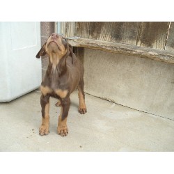 Doberman Pinscher breeder in California picture 2