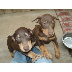 Doberman Pinscher in California