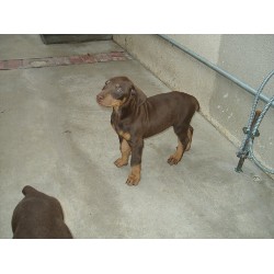 Doberman Pinscher breeder in Van Nuys California