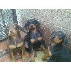 Doberman Pinscher Breeder in Van Nuys, California
