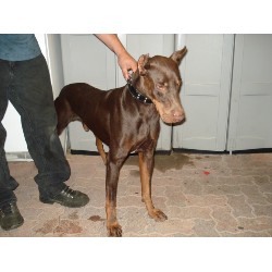 Doberman Pinscher in California picture 2
