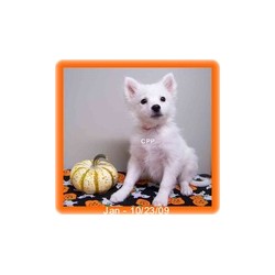 Chihuahua breeder in Drury Missouri