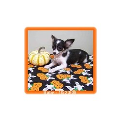 Chihuahua breeder in Missouri