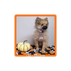 Chihuahua breeder in Missouri picture 2