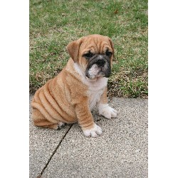 English Bulldog Stud in St. Louis Park, Minnesota