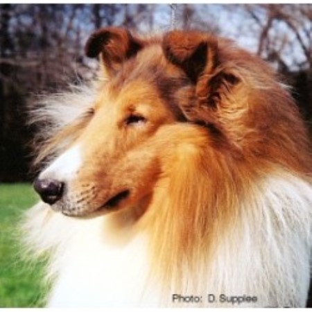 Collie breeder in Ridgefield Connecticut
