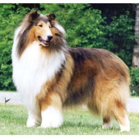 Collie Breeder in Ridgefield, Connecticut