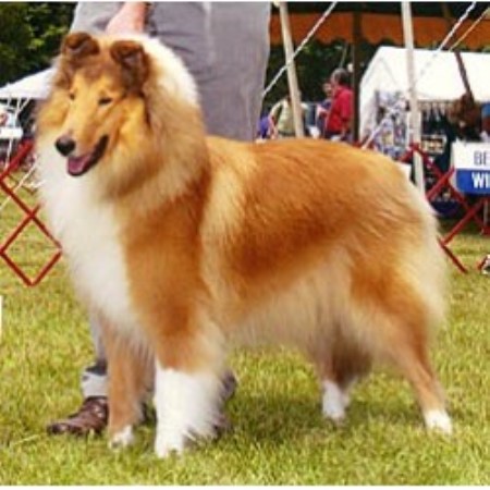 Collie breeder in Connecticut picture 2