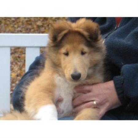 Collie in Connecticut