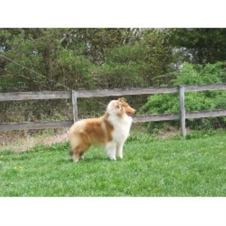 Collie in Connecticut picture 2