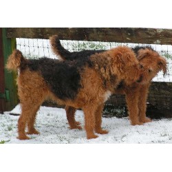 Airedale Terrier Breeder in Waldport, Oregon