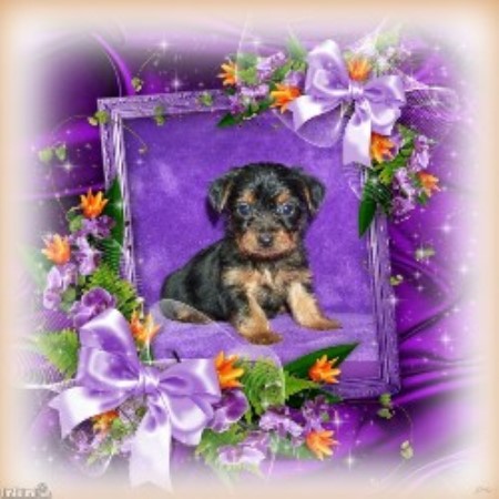 Yorkshire Terrier Breeder in Douglasville, Georgia