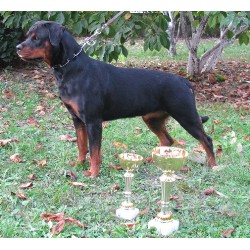 Rottweiler Breeder in Little Rock, Arkansas