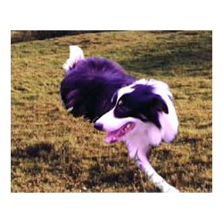 Border Collie breeder in Tennessee picture 2