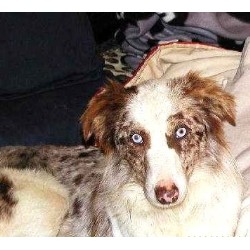 Border Collie in Tennessee