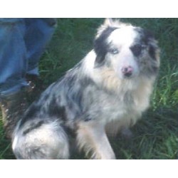 Border Collie in Tennessee picture 2