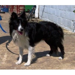 Border Collie Breeder in Knoxville, Tennessee