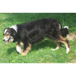 Border Collie breeder in Knoxville Tennessee