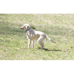 Flat Coated Retriever Stud in Stroudsburg, Pennsylvania