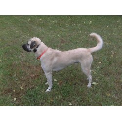 Anatolian Shepherd Dog Stud in Caney, Kansas