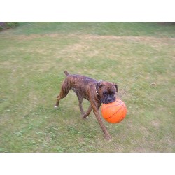 Boxer Stud in Cincinnati, Ohio