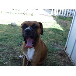 Boxer Stud in Riverside, California