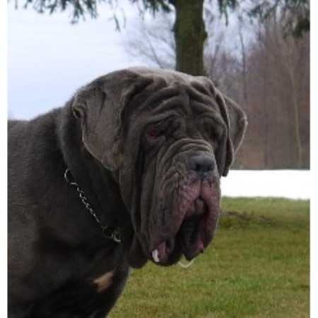 Neapolitan Mastiff Breeder in Clinton, Ontario