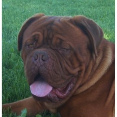French Mastiff breeder in Ontario picture 2