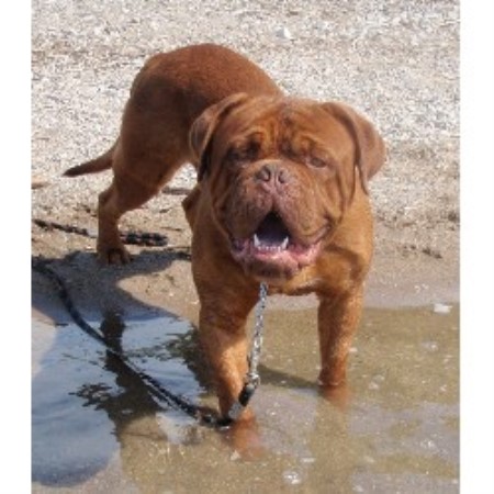 Dogue De Bordeaux breeder in Clinton Ontario