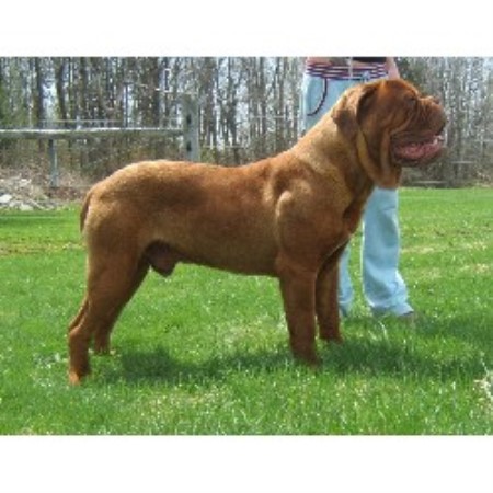 Dogue De Bordeaux Breeder in Clinton, Ontario