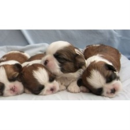 Shih Tzu Breeder in Riverbank, California