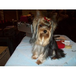 Yorkshire Terrier Breeder in Harrodsburg, Kentucky