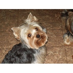 Yorkie breeder in Kentucky picture 2
