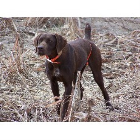 breeders in indiana turning point kennel german shorthaired pointer breeder in vincennes indiana breeders in indiana turning point kennel german shorthaired pointer breeder in vincennes indiana