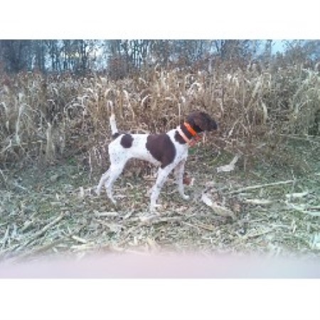 German Shorthaired Pointer breeder in Vincennes Indiana