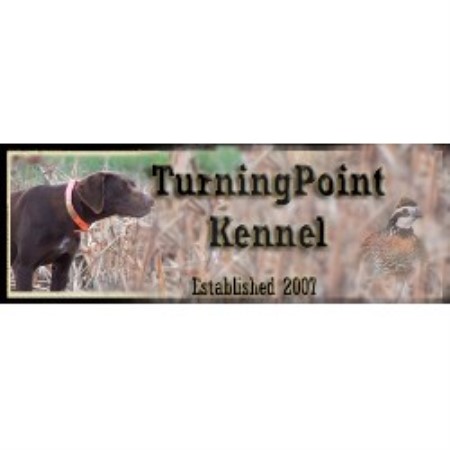 German Shorthaired Pointer in Indiana