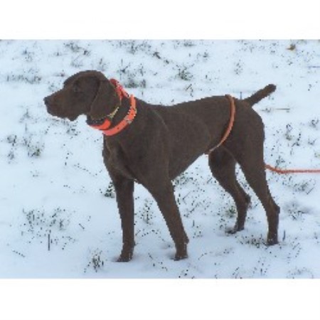 German Shorthaired Pointer Breeder in Vincennes, Indiana