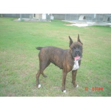 Boxer breeder in South Carolina picture 2