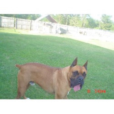 Boxer in South Carolina