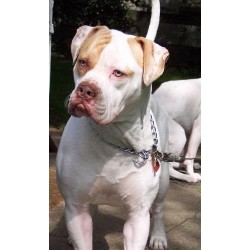 American Bulldog Stud in North Andover, Massachusetts