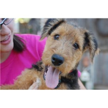 Airedale Terrier breeder in Texas picture 2