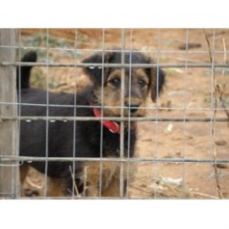 Airedale Terrier in Texas