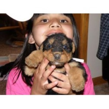Airedale Dogs For Sale In Michigan Airedale Dogs For Sale In Michigan