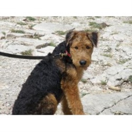 Airedale Terrier in Texas picture 2