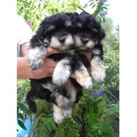 havanese rescue south florida coco cabana havanese havanese breeder in ta florida listing id 14564 havanese rescue south florida coco cabana havanese havanese breeder in ta florida listing id 14564