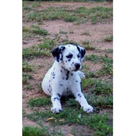 Dalmatian breeder in Alabama picture 2